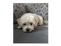 Malteser Welpe H�ndin Zuhause - Rassehunde - Bild 2