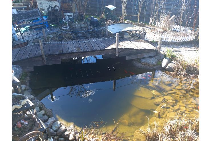 Teichzubeh�r Fische - Fische - Bild 1