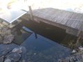 Teichzubeh�r Fische - Fische - Bild 8