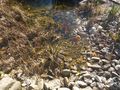 Teichzubeh�r Fische - Fische - Bild 5
