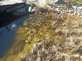 Teichzubeh�r Fische - Fische - Bild 4