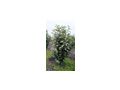 Lorbeeren Prunus L Genolia - Pflanzen - Bild 1