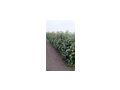 Lorbeeren Prunus L Genolia - Pflanzen - Bild 3