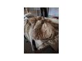 Silberfuchs Pelzjacke - Gr��en 44-46 / L - Bild 1