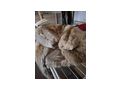 Silberfuchs Pelzjacke - Gr��en 44-46 / L - Bild 2