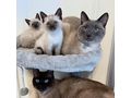 Siam K�tzchen - Rassekatzen - Bild 1