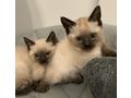 Siam K�tzchen - Rassekatzen - Bild 2