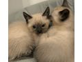 Siam K�tzchen - Rassekatzen - Bild 3