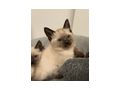 Siam K�tzchen - Rassekatzen - Bild 4