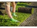 Rollrasen inklusive Verlegung - Gartendekoraktion - Bild 4