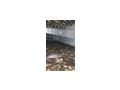 Besatzfische Bachforellen Bachsaiblinge Karpfen - Fische - Bild 3