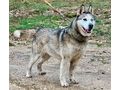 Asna sportlich aktive Menschen - Mischlingshunde - Bild 3