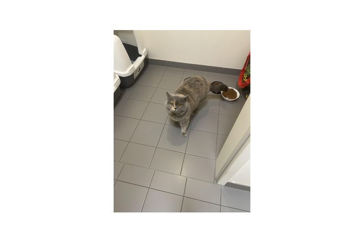 2 BKH abzugeben - Rassekatzen - Bild 1