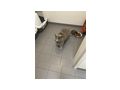 2 BKH abzugeben - Rassekatzen - Bild 1