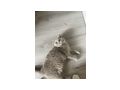 2 BKH abzugeben - Rassekatzen - Bild 4