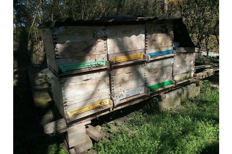 Bienenv�lker - Insekten - Bild 1
