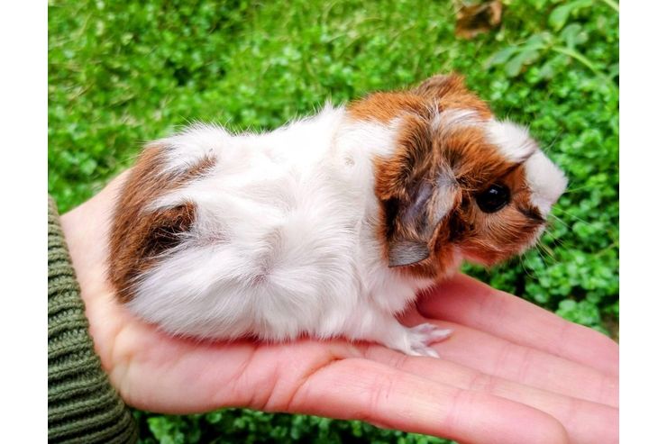 M�nnliche weibliche Meerschweinchen - Meerschweinchen - Bild 1