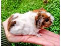 M�nnliche weibliche Meerschweinchen - Meerschweinchen - Bild 1