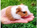 M�nnliche weibliche Meerschweinchen - Meerschweinchen - Bild 2