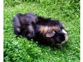 M�nnliche weibliche Meerschweinchen - Meerschweinchen - Bild 3