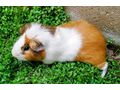 M�nnliche weibliche Meerschweinchen - Meerschweinchen - Bild 4