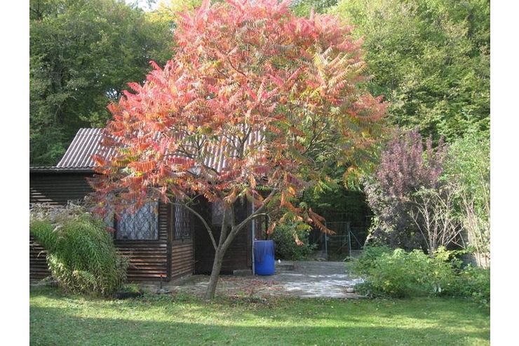 Garten Sommerhaus Freizeit Erholung - Grundst�ck mieten - Bild 1