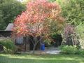 Garten Sommerhaus Freizeit Erholung - Grundst�ck mieten - Bild 1