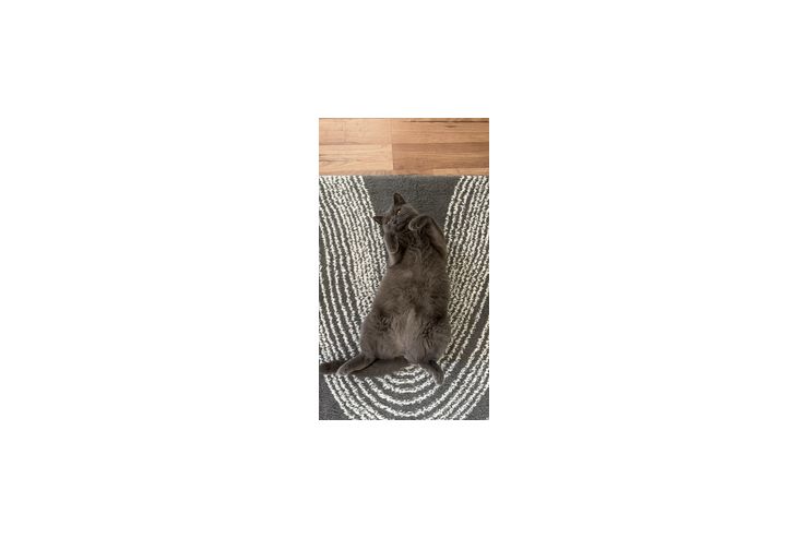 BKH Weibchen - Rassekatzen - Bild 1