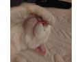 Verschmuster Kater Freigang - Mischlingskatzen - Bild 1