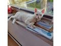 Verschmuster Kater Freigang - Mischlingskatzen - Bild 2