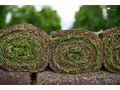 Rollrasen verlegen Verlegung Profi - Kleing�rten - Bild 1
