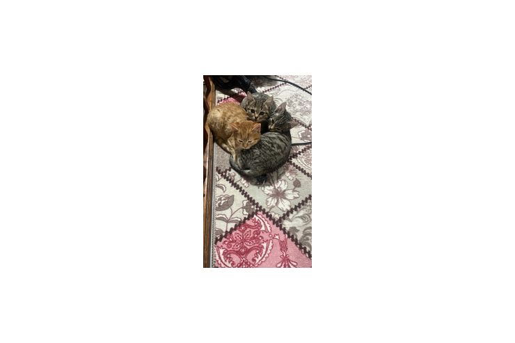 Verschenke katze - Mischlingskatzen - Bild 1