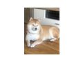 Shiba Inu dringend Zuhause - Rassehunde - Bild 1