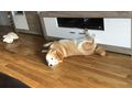 Shiba Inu dringend Zuhause - Rassehunde - Bild 2