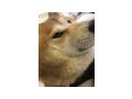 Shiba Inu dringend Zuhause - Rassehunde - Bild 3