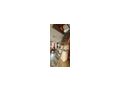 Country Home Ober Como See - Haus kaufen - Bild 9