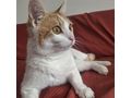 Babykatze KITTY - Mischlingskatzen - Bild 5