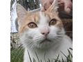 Babykatze KITTY - Mischlingskatzen - Bild 17