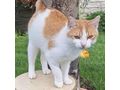 Babykatze KITTY - Mischlingskatzen - Bild 1