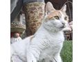 Babykatze KITTY - Mischlingskatzen - Bild 12
