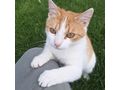 Babykatze KITTY - Mischlingskatzen - Bild 3