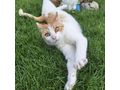 Babykatze KITTY - Mischlingskatzen - Bild 14