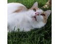 Babykatze KITTY - Mischlingskatzen - Bild 10