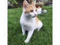 Babykatze KITTY - Mischlingskatzen - Bild 2