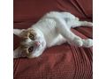 Babykatze KITTY - Mischlingskatzen - Bild 7