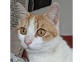 Babykatze KITTY - Mischlingskatzen - Bild 4