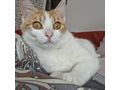 Babykatze KITTY - Mischlingskatzen - Bild 9
