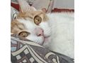 Babykatze KITTY - Mischlingskatzen - Bild 11