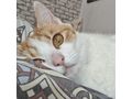 Babykatze KITTY - Mischlingskatzen - Bild 13