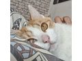 Babykatze KITTY - Mischlingskatzen - Bild 15